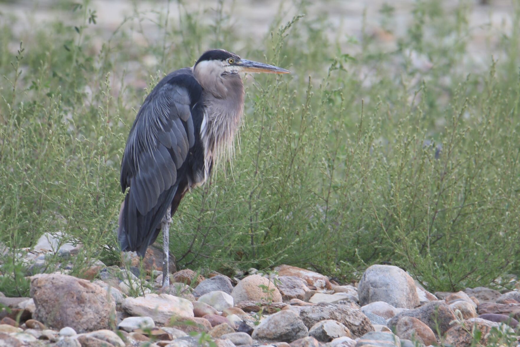 Great Blue Heron at Sundown